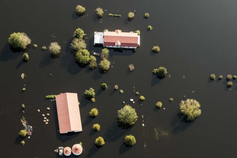 Uma fazenda de suínos está cercada pelas águas de uma enchente em New Bern, N.C., em 21-09-2018. 