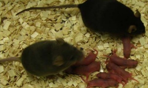 Filhotes de camundongos gerados pelo experimento 