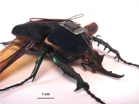 Quando acionados por um sinal de rádio, eletrodos inseridos em diferentes partes do corpo do besouro fazem o inseto caminhar em um ritmo específico, levantar vôo ou pairar no ar.