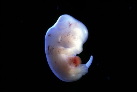 Cientista japonês planeja inserir células humanas em embriões de ratos (foto). Crédito: Science Pictures ltd / SPL