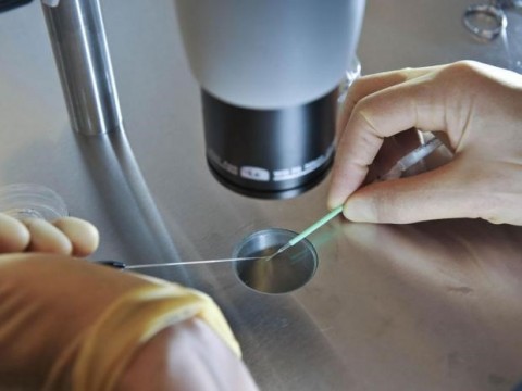 Hank Greely acredita que o processo reprodutivo começará com os pais escolhendo de uma variedade de embriões criados em um laboratório com seu DNA.