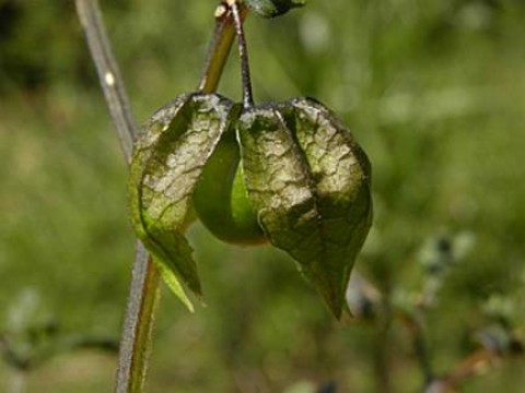 Physalis angulata.