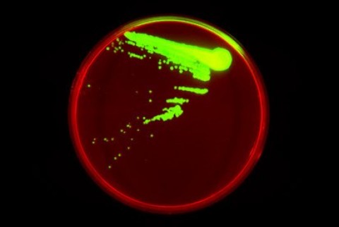 Imagem fluorescente do organismo semi-sintético de Synthorx.