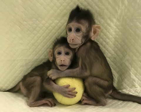 Macacos clonados na China (Foto: Sun Qiang and Poo Muming/Chinese Academy of Sciences via AP)