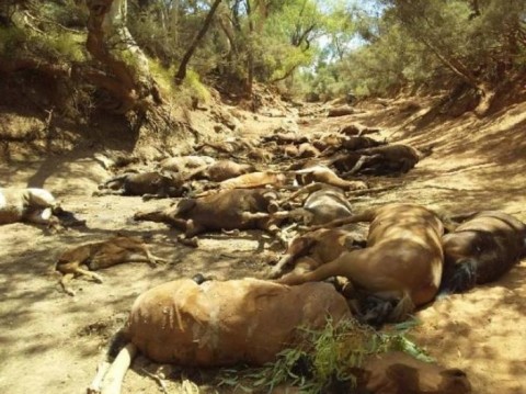 Cavalos selvagens morreram por não encontrarem água para beber, devido ao extremo calor na Austrália.