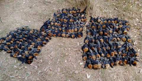 Milhares de morcegos mortos no chão perto de Sydney, Austrália.