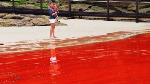 A popular praia de Bondi de Sydney ficou vermelha.
