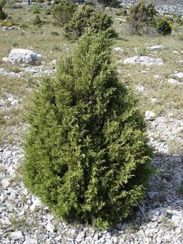 Juniperus phoenicea.