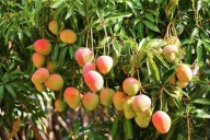Frutos da mangueira, prontos para colheita.