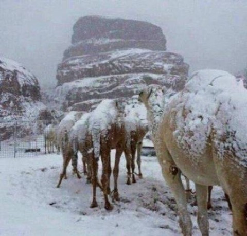 Camelos são cobertos de rara neve na Arábia Saudita Foto: Reprodução/Twitter(@B_GaySA)