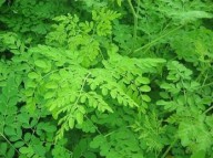 Plantas que o Céu indica: MORINGA (Moringa oleífera)