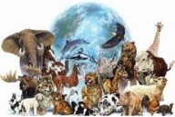 IMPORTANTE: Estudo revela que 90% dos animais surgiram ao mesmo tempo  O fim da base científica da teoria da evolução