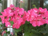 Plantas que o Céu indica: GERÂNIO (Geranium)