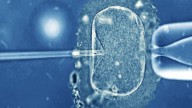 Interferência humana alterando o processo reprodutivo natural: Cientistas abrem caminho para criação de filhos com dois pais (e sem mãe)