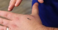 “...E FAZ QUE A TODOS... LHES SEJA POSTO UM SINAL NA SUA MÃO DIREITA OU NA TESTA” (Ap 13, 16)  Sem limites: Inventam de implantar um microchip para ter o passaporte vacinal incrustado na mão 