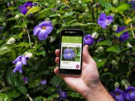 Melhores aplicativos para identificar plantas por imagem