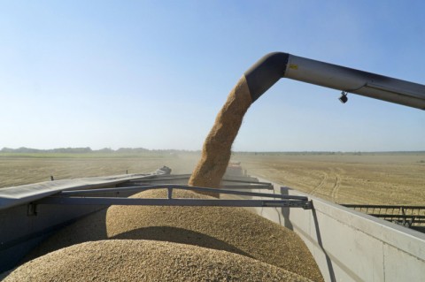 GrÃ£os de trigo sÃ£o bombeados para um caminhÃ£o durante a colheita em Chernihiv, na UcrÃ¢nia. Perto de um terÃ§o das exportaÃ§Ãµes mundiais de trigo vÃªm da RÃºssia e da UcrÃ¢nia. CrÃ©dito: BLOOMBERG