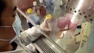 Cientistas encontram maneira de criar vida sem a união de um espermatozóide e de um óvulo, ‘reprogramando’ células-tronco