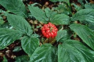 Ginseng: para que serve e benefícios