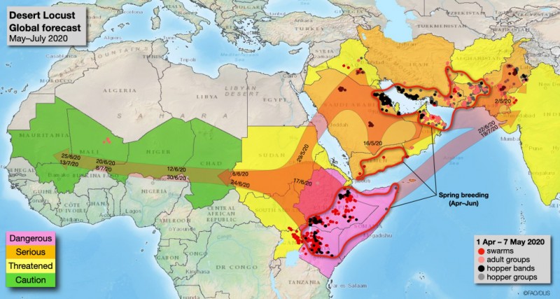 Previsão do segundo enxame de gafanhotos do deserto. Mapa FOA.