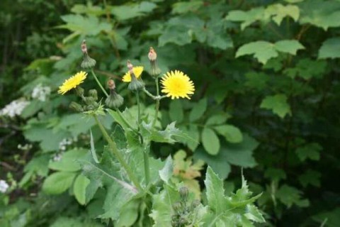 Serralha (Sonchus oleraceus) - vários botões em uma mesma haste e folhas mais achatadas que as do dente-de-leão. Sten, Sonchus-oleraceus-flowers, CC BY-SA 3.0