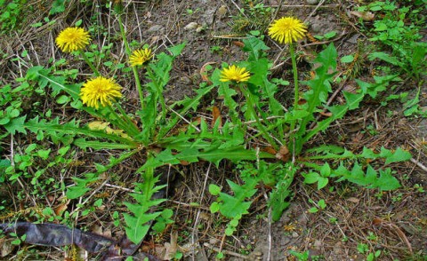Dente-de-leão (Taraxacum officinale) - uma única flor por haste e folhas mais alongadas. H. Zell, Taraxacum officinale 001, CC BY-SA 3.0