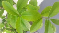 ORA-PRO-NÓBIS – Quais os benefícios que o consumo desta planta pode oferecer para o organismo humano e como preparar a farinha desta planta (vídeo)