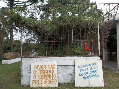 Espinheiro do lado esquerdo da Capela.