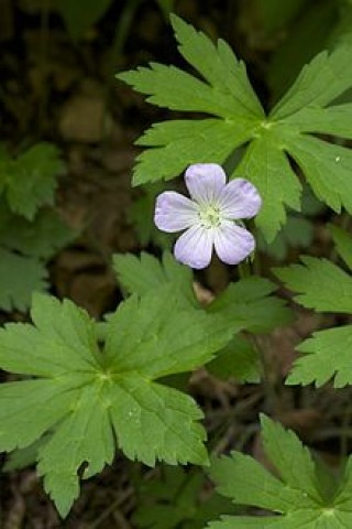 Pinos de Madonna (gerânio maculatum , gerânio selvagem).