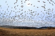 Migração em massa de pássaros - um dos sinais que marcará o início dos 3 Dias de Trevas? 