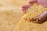 O CAVALEIRO DA FOME - Escassez de grãos no Brasil? Veja isto.
