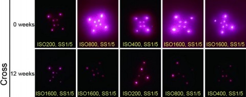 Os pesquisadores encapsularam seus pontos quânticos em microesferas feitas de PMMA, um material que melhora a biocompatibilidade. [KJ McHugh et al. Medicina Translacional da Ciência (2019)]