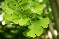 Plantas que o Céu indica: GINKO BILOBA (Ginkgo biloba L.)