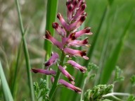 Plantas que o Céu indica: FUMÁRIA (Fumaria officinalis L. )