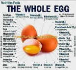 A importância do ovo na nutrição humana