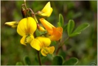 Crotalária: conheça a flor que atrai o predador natural do mosquito da Dengue