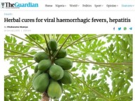 Suco das folhas de mamão papaia: estudo mostra que esta terapia herbal é eficaz para curar a Dengue.