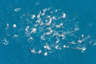 Alteração no comportamento animal - Baleias estão a se organizar em grande número, e ninguém sabe explicar o porquê