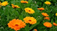 Plantas que o Céu indica: CALÊNDULA (Calendula officinalis L. )