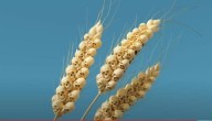 “...UMA MEDIDA DE TRIGO POR UM DINHEIRO, E TRÊS MEDIDAS DE CEVADA POR UM DINHEIRO...” (Ap 6, 5-6)  - A Verdade sobre a próxima catástrofe alimentar (vídeo) 