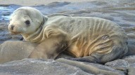 'The Blob': a preocupante massa de água quente que vem aparecendo na costa da Califórnia 
