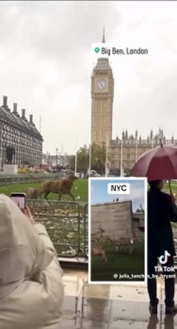 Londres e Nova Iorque. Manadas de cervos invadem praças.