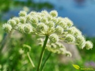 Plantas que o Céu indica: ANGÉLICA (Angelica archangelica L)