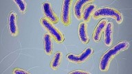  “ ...HAVERÁ PESTES” (Mt 24,7)   Espanha registra primeiro caso autóctone de cólera desde 1979