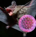 HAVERÁ PESTES (Mt 24, 7) - Surto de vírus mortal, para o qual não há vacina nem tratamento eficaz, foi identificado na Índia. 