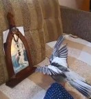 ANIMAIS RECONHECENDO E LOUVANDO O SAGRADO (vídeos)
