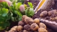 6 Alimentos para plantar em casa e te salvar da fome na crise (vídeo)