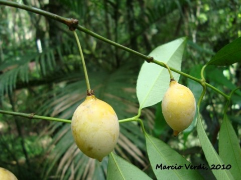 Garcinia gardneriana (Planch. & Triana) Zappi