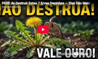 Estas sete plantas chamadas ervas daninhas tem um valor inestimável que vocêr desconhece