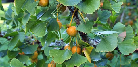 Ginkgo biloba L.